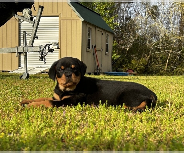 Medium Photo #1 Rottweiler Puppy For Sale in MARION, SC, USA