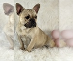 Small Photo #1 French Bulldog Puppy For Sale in BROADWAY, NC, USA