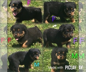 Rottweiler Litter for sale in SHELL KNOB, MO, USA