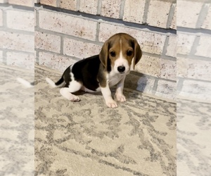 Beagle Litter for sale in GEORGE WEST, TX, USA