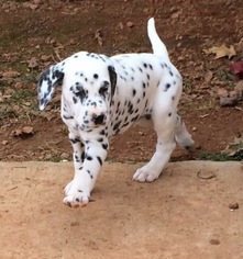 Dalmatian Litter for sale in CONNELLYS SPRINGS, NC, USA