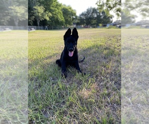 German Shepherd Dog Litter for sale in PLANT CITY, FL, USA
