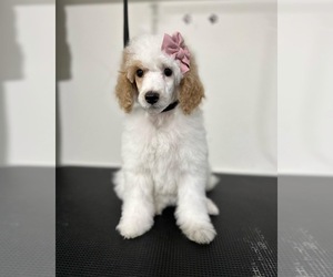 Poodle (Miniature) Litter for sale in DAMASCUS, OR, USA