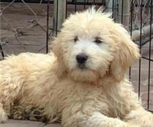 Goldendoodle Litter for sale in VICTORVILLE, CA, USA