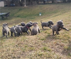 American Pit Bull Terrier Litter for sale in CHAMBERSBURG, PA, USA