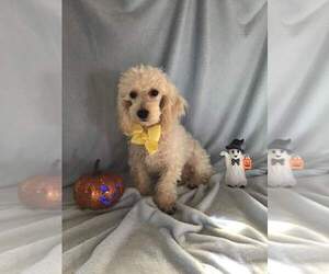 Poodle (Miniature) Litter for sale in CENTER HILL, FL, USA