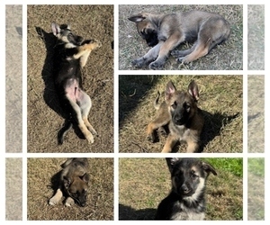 German Shepherd Dog Litter for sale in DENTON, TX, USA