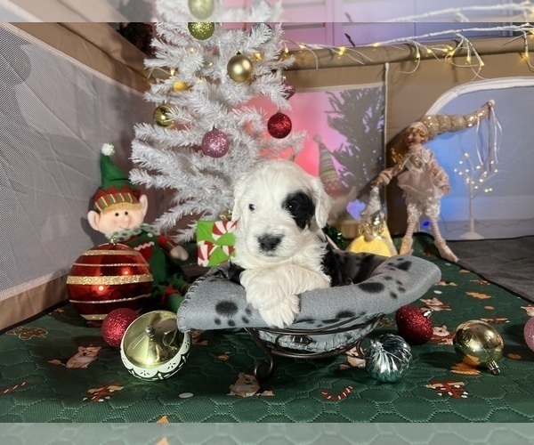 Medium Photo #1 Goldendoodle-Old English Sheepdog Mix Puppy For Sale in LAS VEGAS, NV, USA
