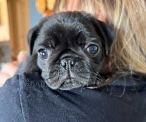 Pug Litter for sale in WINTERSET, IA, USA