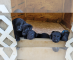 Small Photo #1 Labrador Retriever Puppy For Sale in ARITON, AL, USA