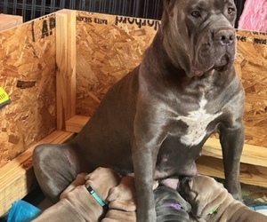 Cane Corso Litter for sale in WEATHERFORD, TX, USA
