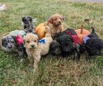 Small Photo #1 Goldendoodle Puppy For Sale in MORGANTON, NC, USA