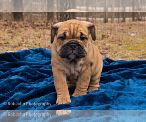 English Bulldog Litter for sale in STRAFFORD, MO, USA