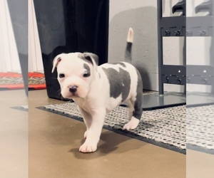 American Pit Bull Terrier Litter for sale in MOORESBURG, TN, USA