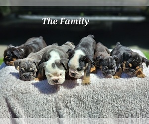 English Bulldog Litter for sale in FREDERICKSBRG, VA, USA