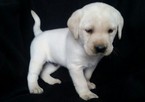 Small Photo #1 Labrador Retriever Puppy For Sale in DENVER, PA, USA