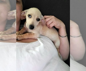 Chiweenie-Dachshund Mix Litter for sale in NEWAYGO, MI, USA