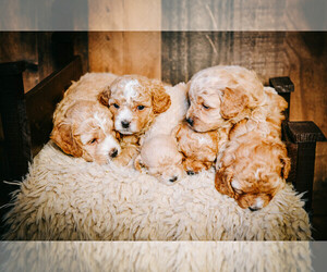 Cavapoo-ShihPoo Mix Litter for sale in BEL AIR, MD, USA