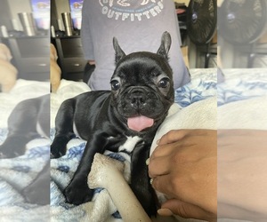 French Bulldog Litter for sale in CLOVIS, CA, USA