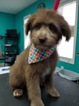 Medium Photo #1 Aussiedoodle Puppy For Sale in CASEY CREEK, KY, USA