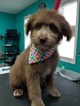 Small Photo #1 Aussiedoodle Puppy For Sale in CASEY CREEK, KY, USA