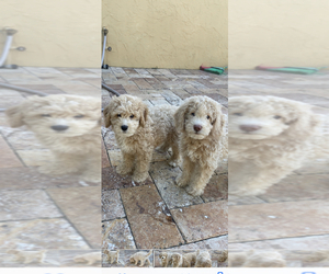 Golden Retriever-Goldendoodle Mix Litter for sale in CROSSINGS, FL, USA