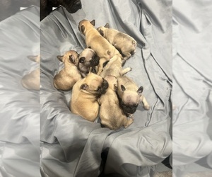French Bulldog Litter for sale in TIMPSON, TX, USA