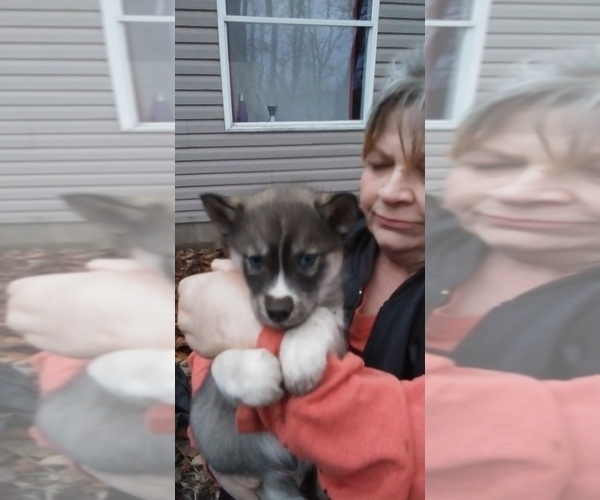 Full screen Photo #1 Siberian Husky Puppy For Sale in TERRE HAUTE, IN, USA