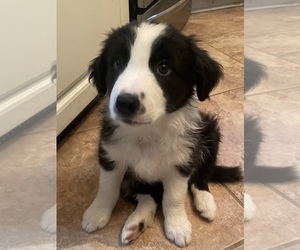 Border Collie Litter for sale in HAVELOCK, NC, USA