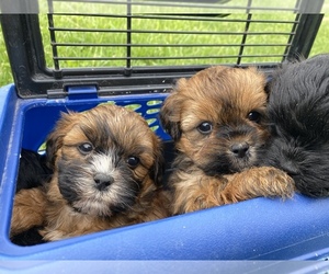 ShihPoo Litter for sale in IRVINGTON, KY, USA