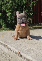 French Bulldog Litter for sale in MARYSVILLE, WA, USA