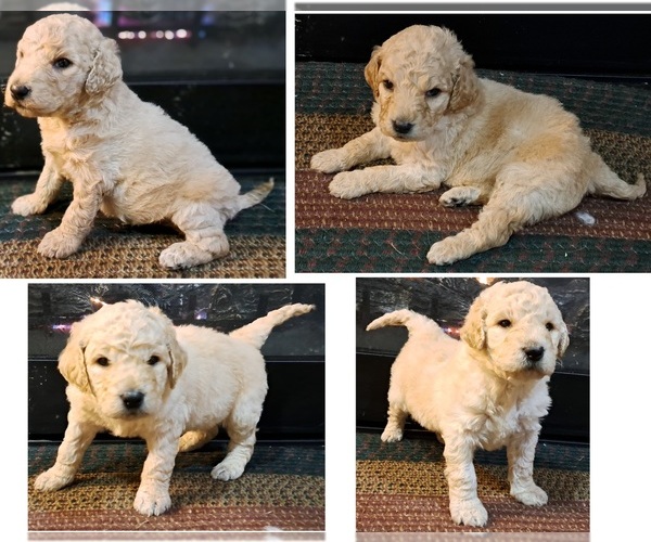 Full screen Photo #1 Goldendoodle Puppy For Sale in PELHAM, NH, USA
