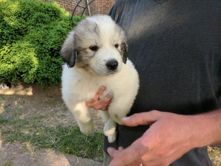 Great Pyrenees Litter for sale in WINGINA, VA, USA