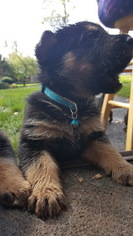 German Shepherd Dog Litter for sale in STROUDSBURG, PA, USA