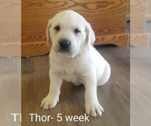 Labrador Retriever Litter for sale in CATO, NY, USA