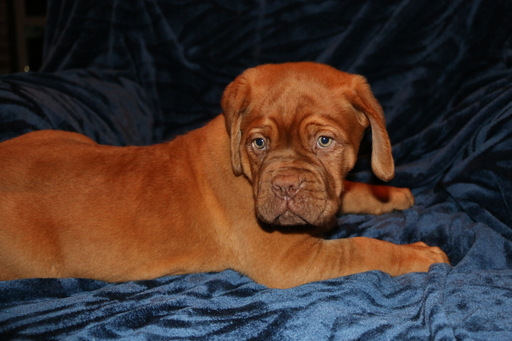Medium Photo #1 Dogue de Bordeaux Puppy For Sale in ROCKWALL, TX, USA