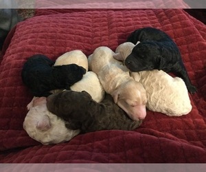 Poodle (Standard) Litter for sale in GAYLORD, MN, USA