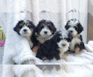 Miniature Bernedoodle Litter for sale in SUGARCREEK, OH, USA
