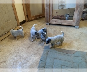 Australian Cattle Dog Litter for sale in HOLTS SUMMIT, MO, USA