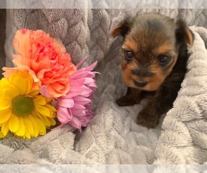 Yorkshire Terrier Litter for sale in PLANT CITY, FL, USA