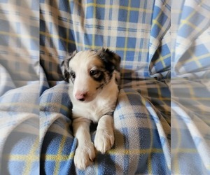Border Collie Litter for sale in RAMAH, CO, USA