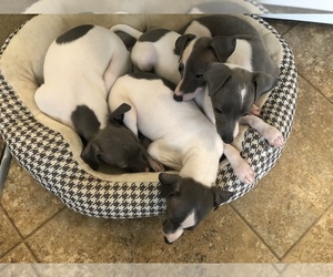 Italian Greyhound Litter for sale in PIXLEY, CA, USA