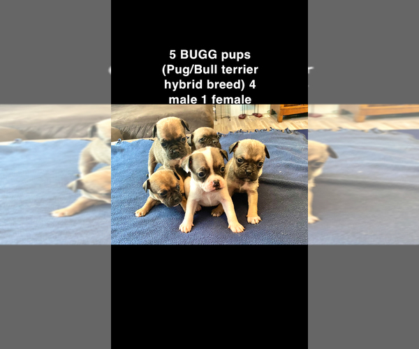 Medium Photo #1 Buggs Puppy For Sale in FERNDALE, WA, USA