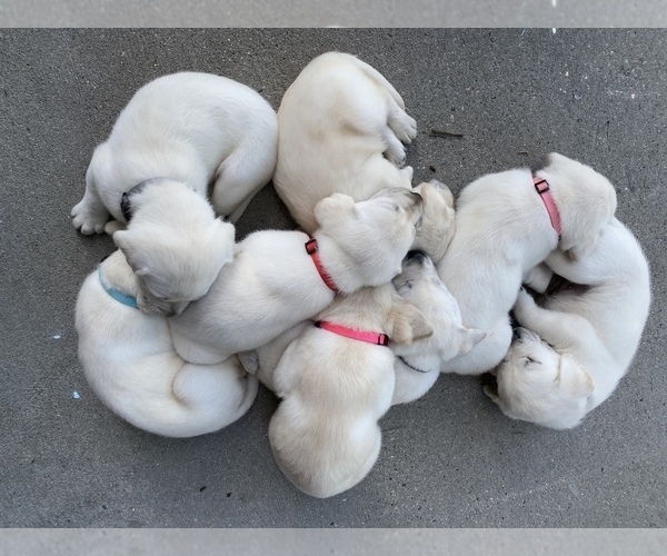 Medium Photo #1 Labrador Retriever Puppy For Sale in ROOSEVELT, MN, USA