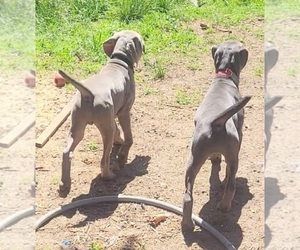 Weimaraner Litter for sale in DES MOINES, IA, USA