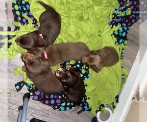 Dachshund Litter for sale in PARKTON, NC, USA