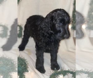 Goldendoodle Litter for sale in RICHMOND, KY, USA