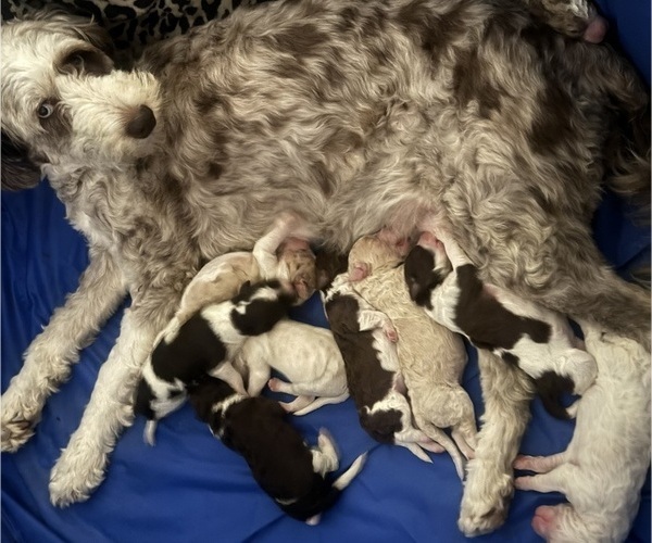 Medium Photo #1 Aussiedoodle Puppy For Sale in HEPHZIBAH, GA, USA