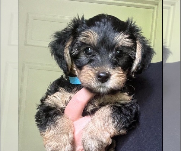 Medium Photo #1 YorkiePoo Puppy For Sale in MURFREESBORO, TN, USA