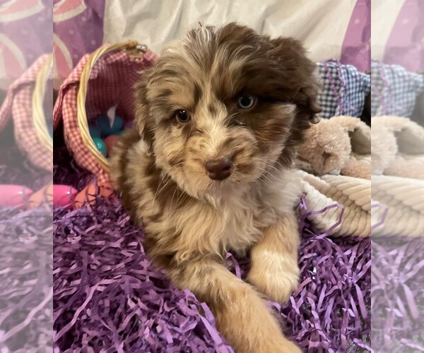 Medium Photo #1 Aussiedoodle Puppy For Sale in MIDDLETOWN, OH, USA